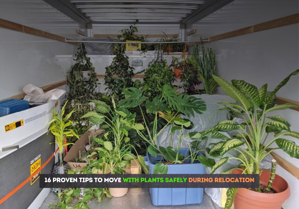 moving with plants and safe transport tips for relocation